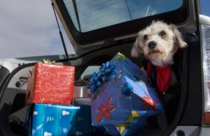 Dog in car christmas